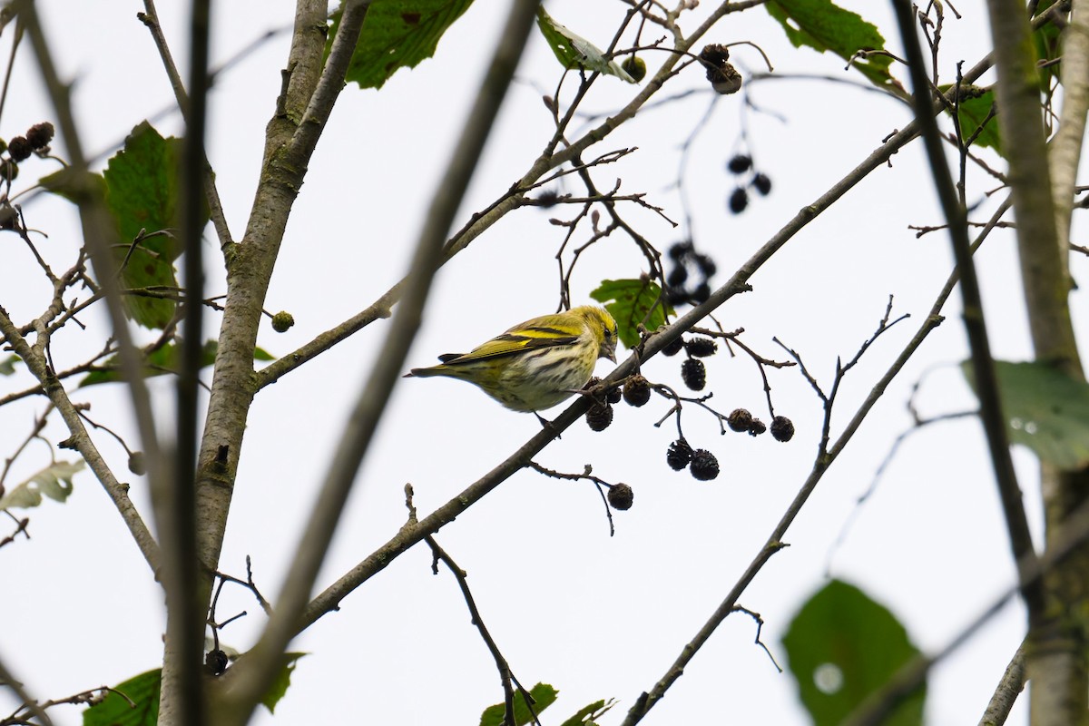 Eurasian Siskin - ML642582520