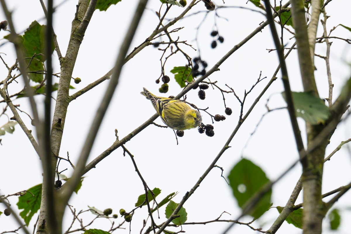 Eurasian Siskin - ML642582521