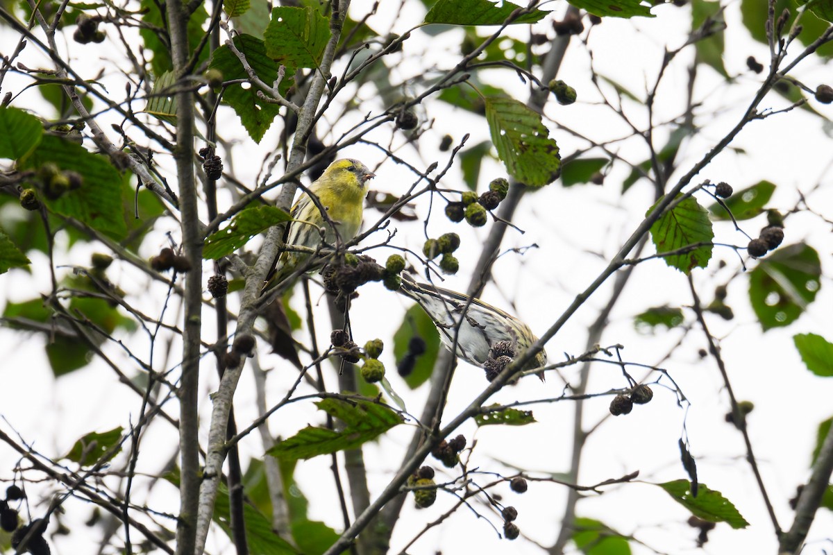 Eurasian Siskin - ML642582522