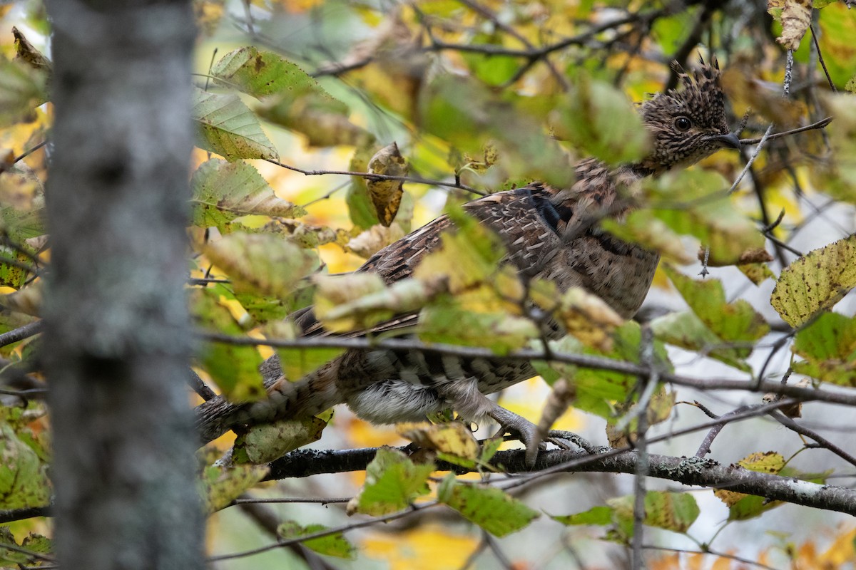 Ruffed Grouse - ML642582539