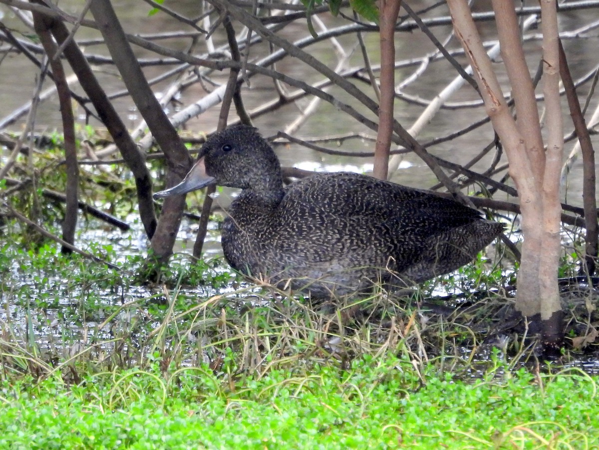 Freckled Duck - ML642582542