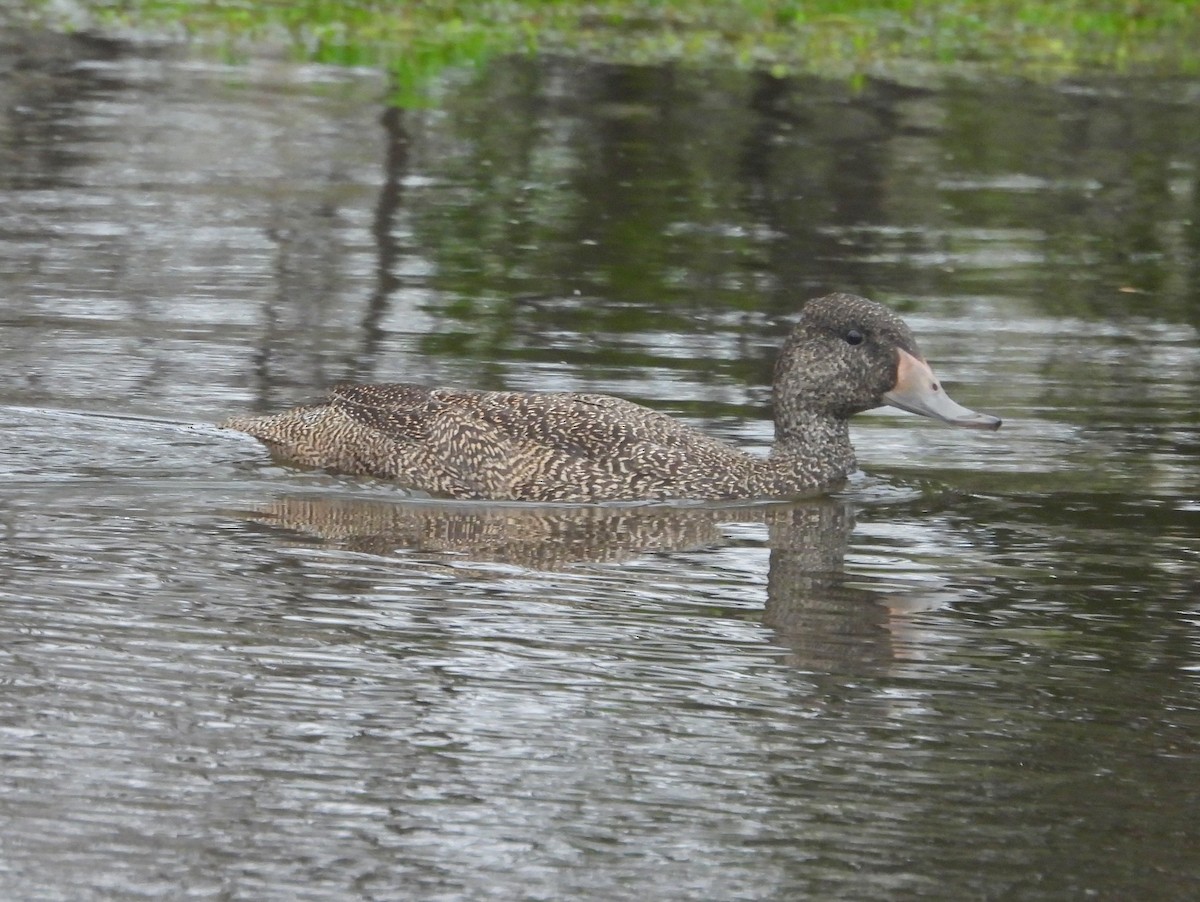 Freckled Duck - ML642582543