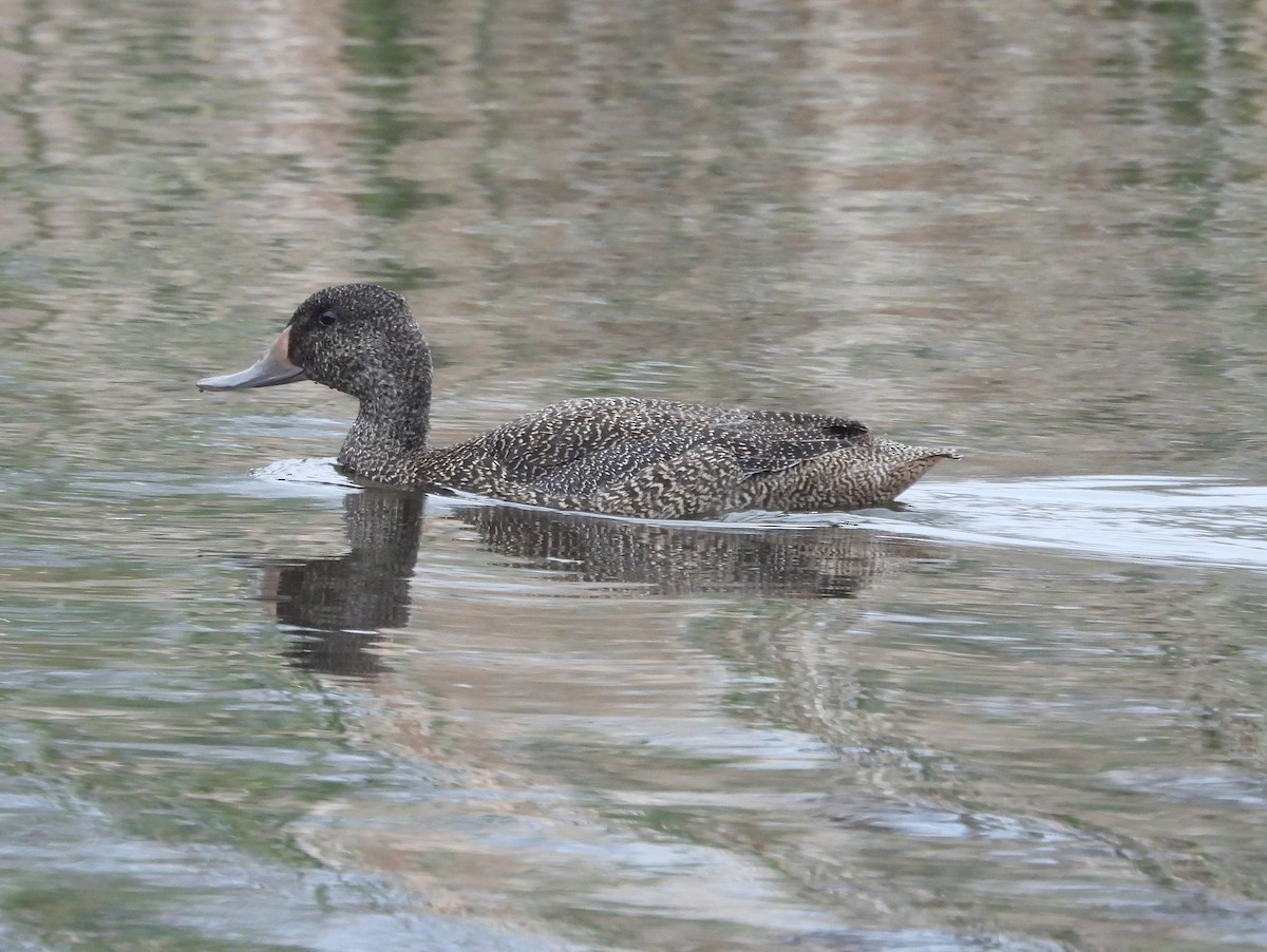 Freckled Duck - ML642582544