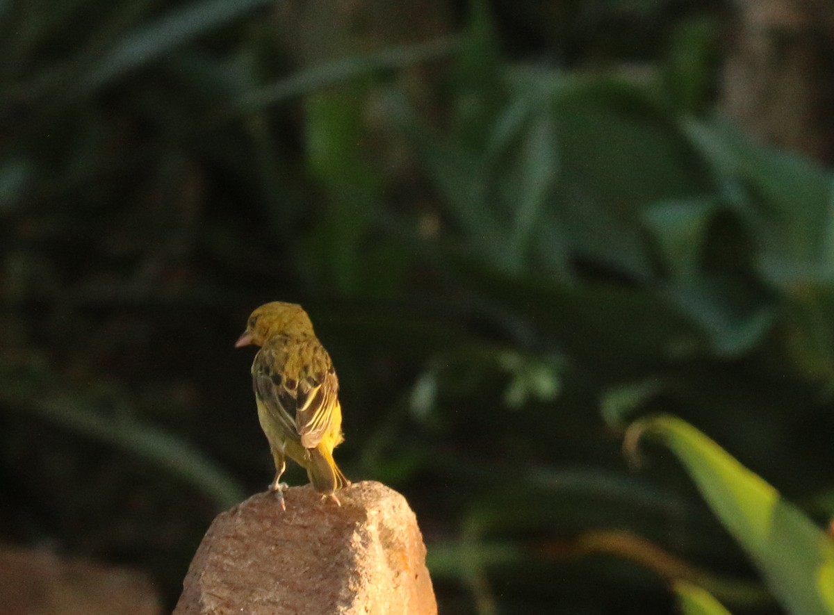 Cape Weaver - ML642582545