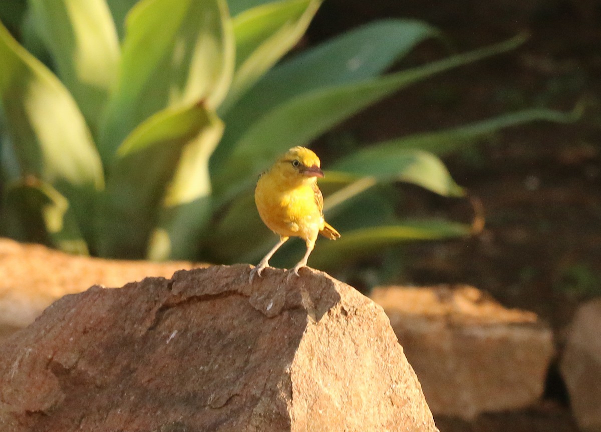 Cape Weaver - ML642582546