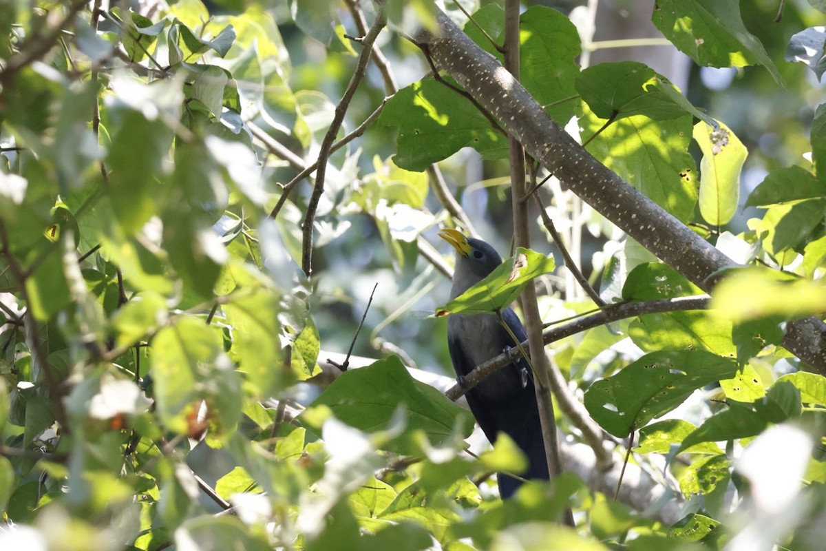Blue Malkoha - ML642582551