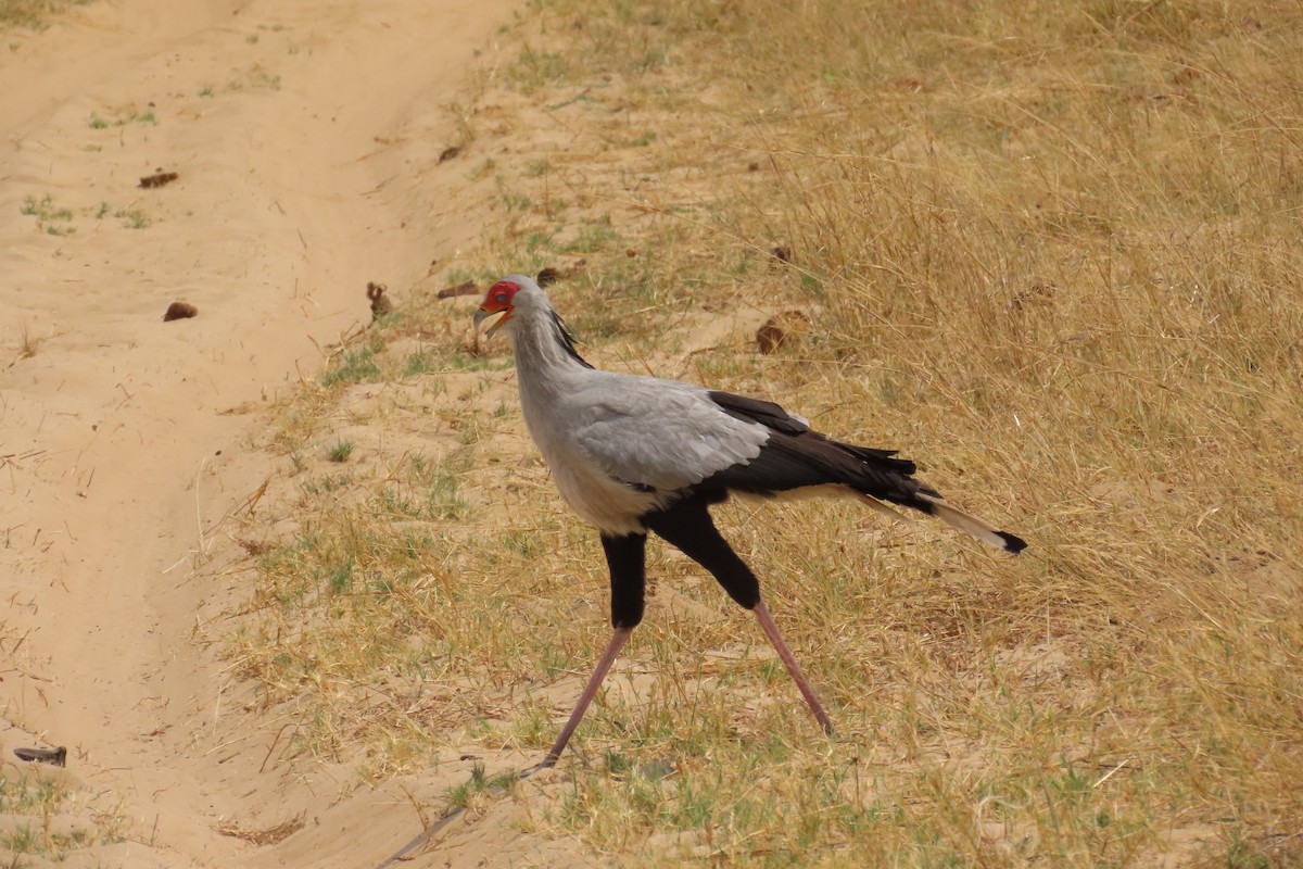 Secretarybird - ML642582554
