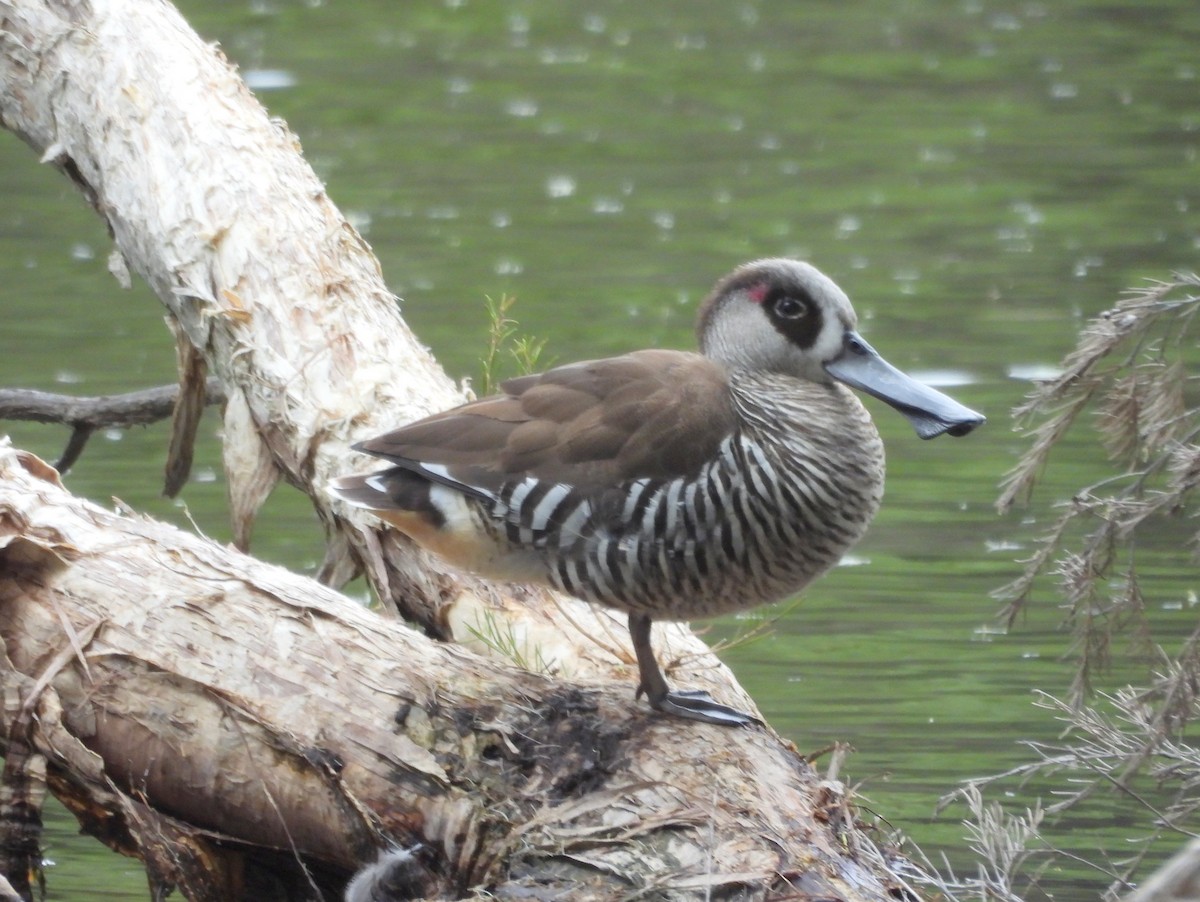 Pink-eared Duck - ML642582588
