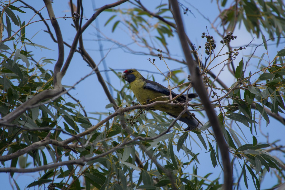 Green Rosella - ML642582590
