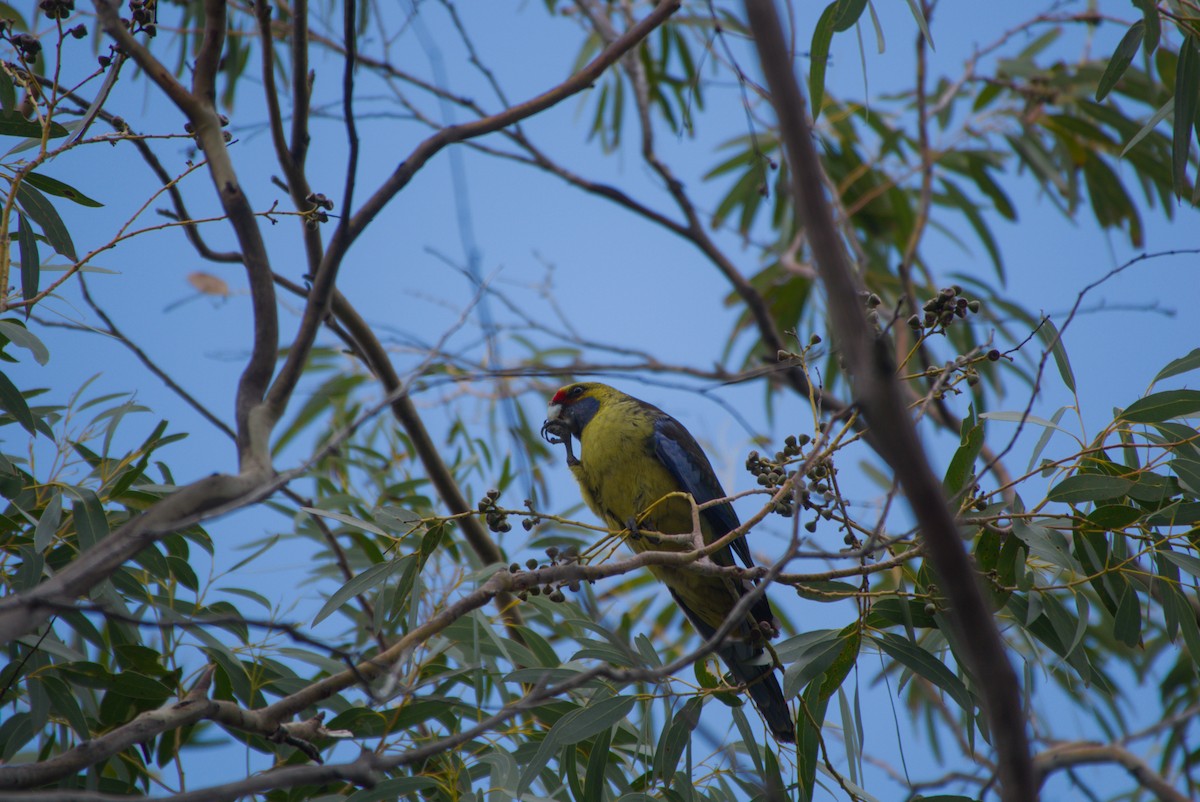 Green Rosella - ML642582591
