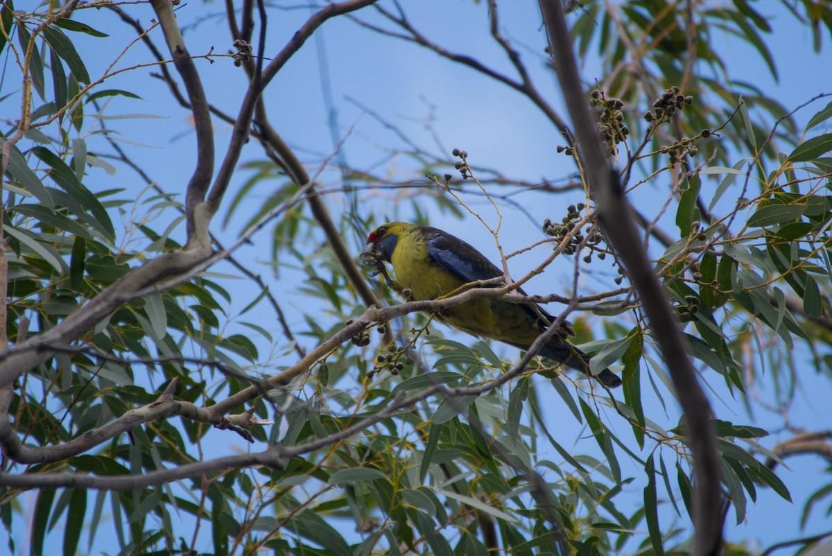 Green Rosella - ML642582592