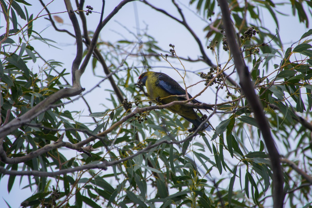 Green Rosella - ML642582593