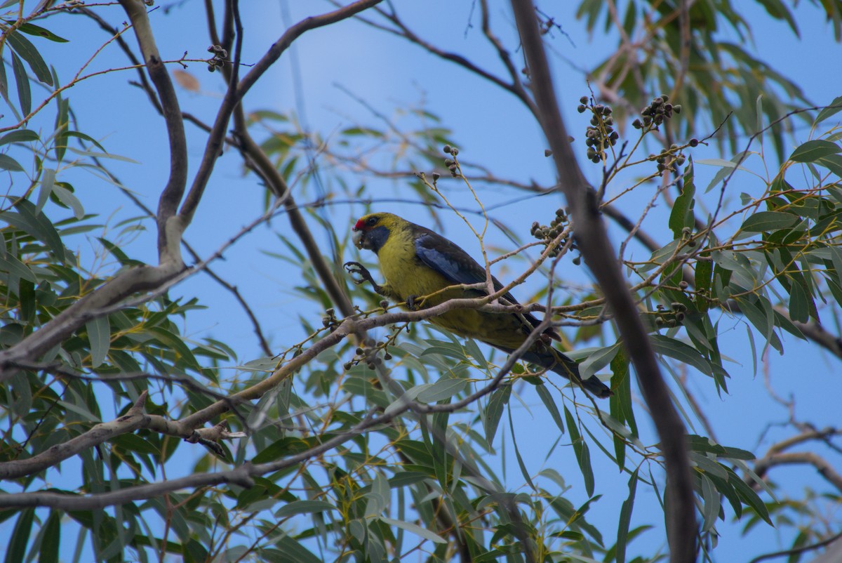 Green Rosella - ML642582594