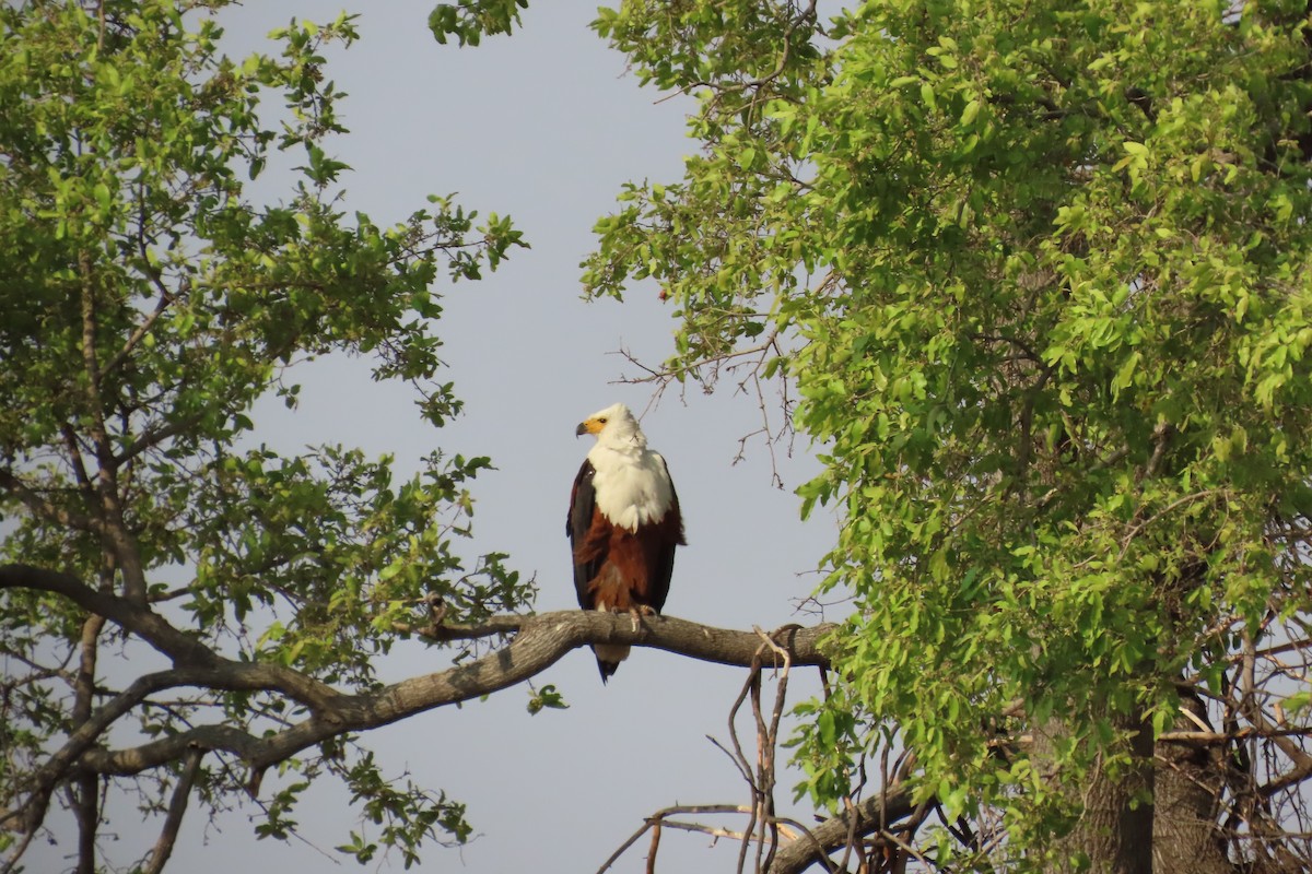 African Fish-Eagle - ML642582595