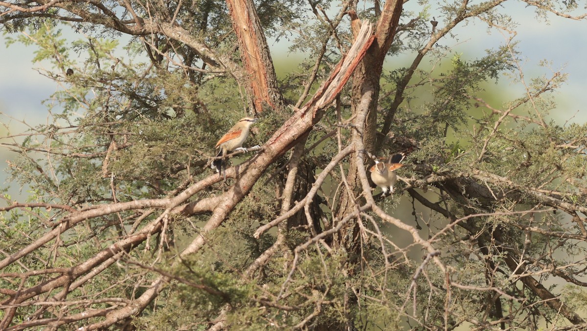 Brown-crowned Tchagra - ML642582604