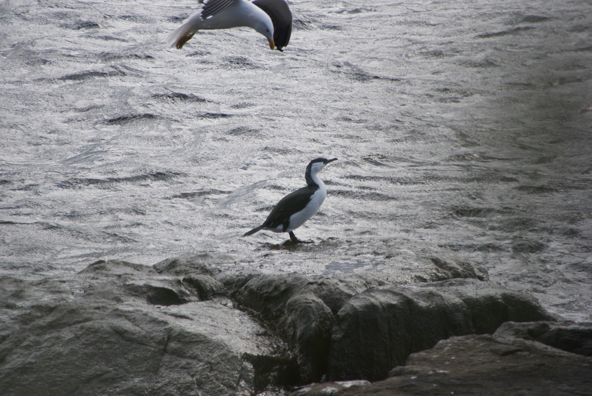 Black-faced Cormorant - ML642582608