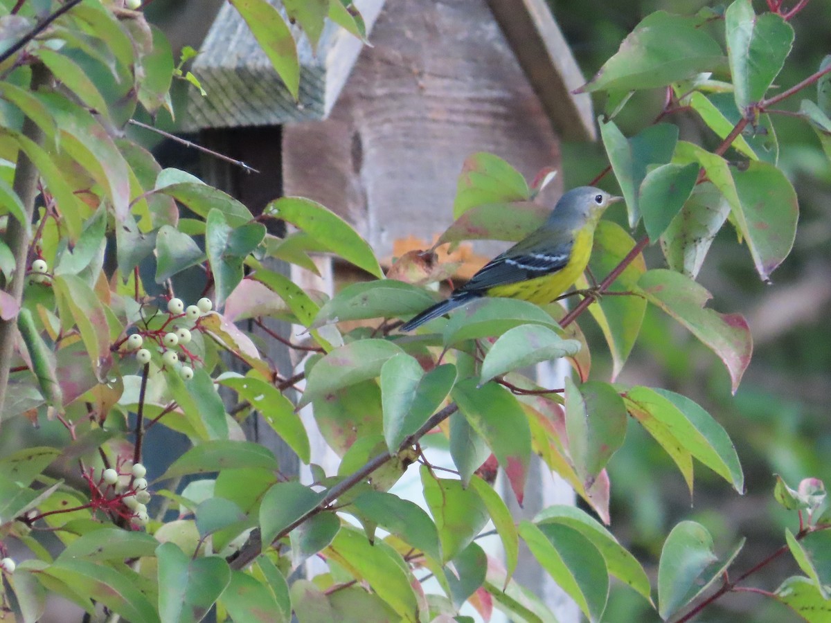 Magnolia Warbler - ML642582643