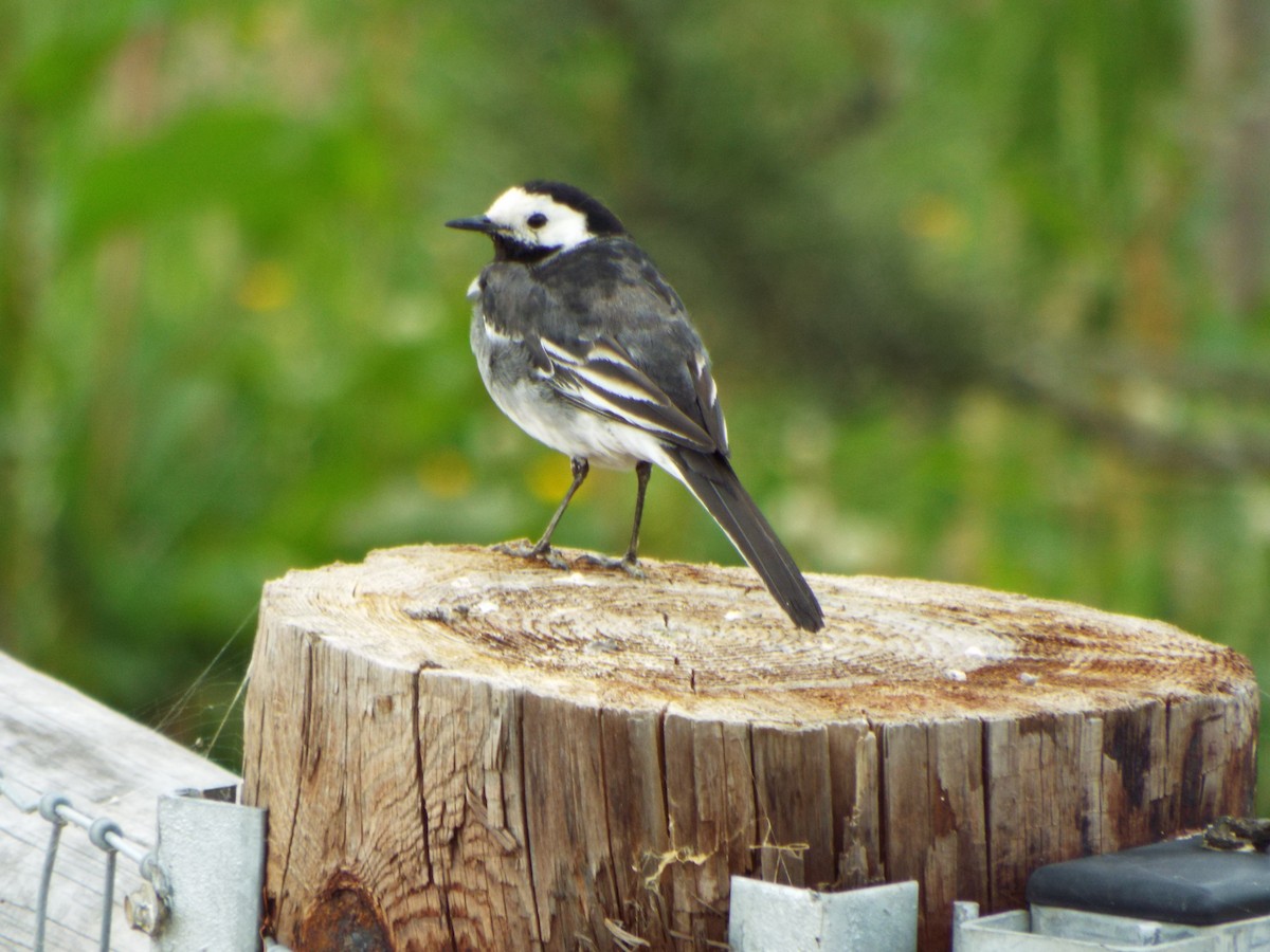 Bachstelze - ML642582657