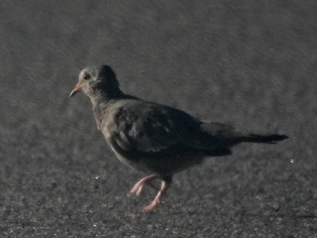 Sperlingstäubchen - ML642582673