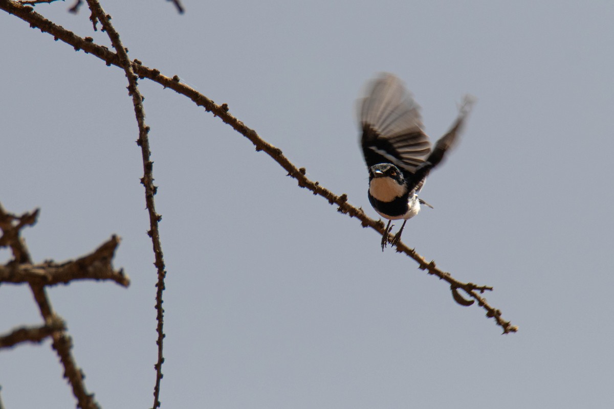 Cubla de Pringle - ML642582677