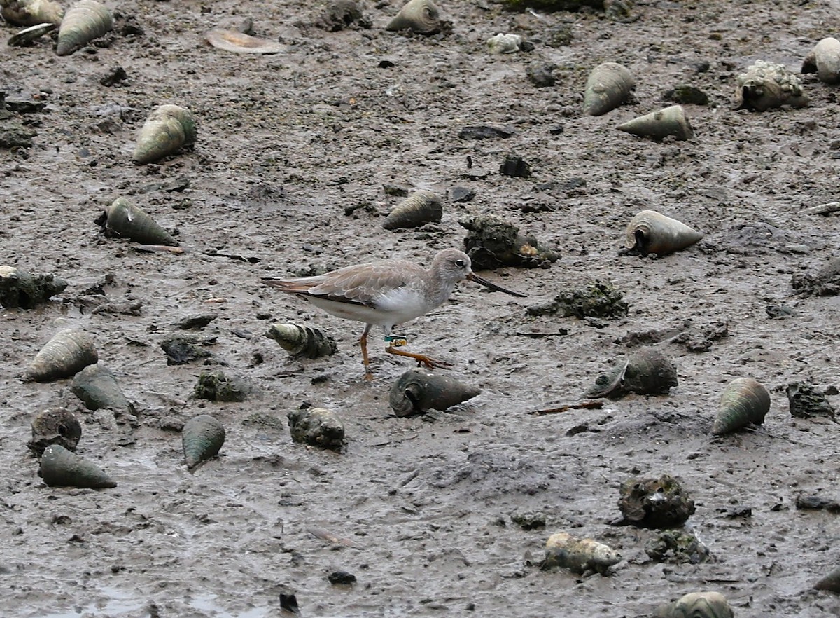 Terek Sandpiper - ML642582685