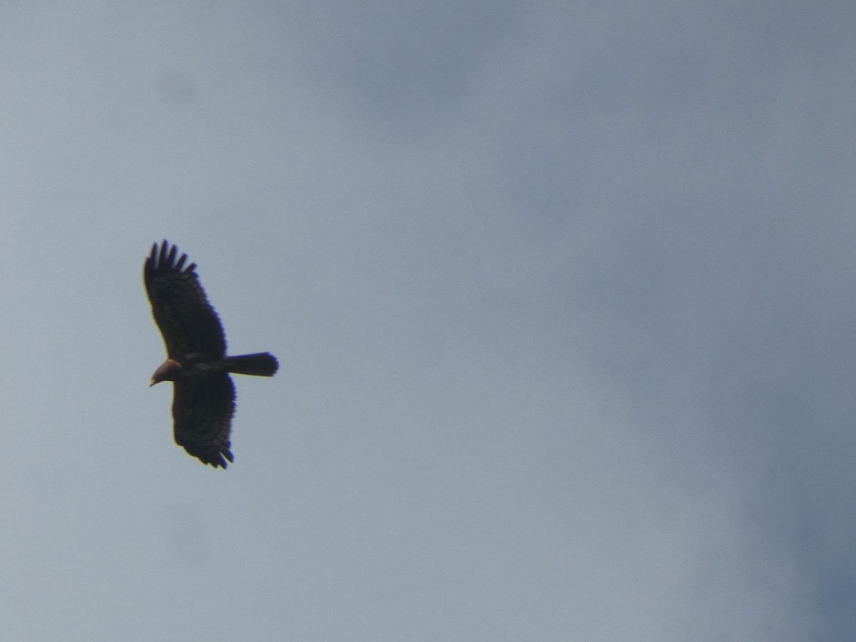 Brown Snake-Eagle - ML642582710