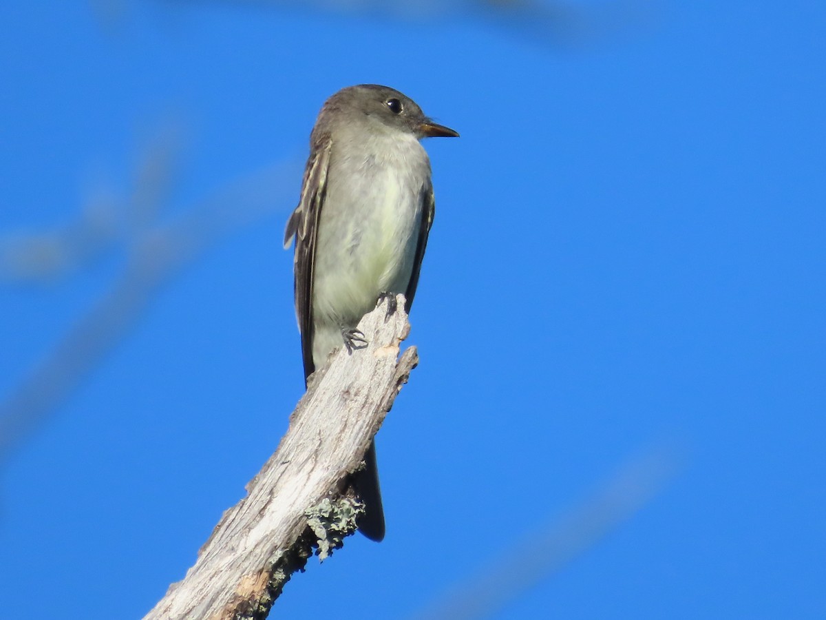 Eastern Wood-Pewee - ML642582732