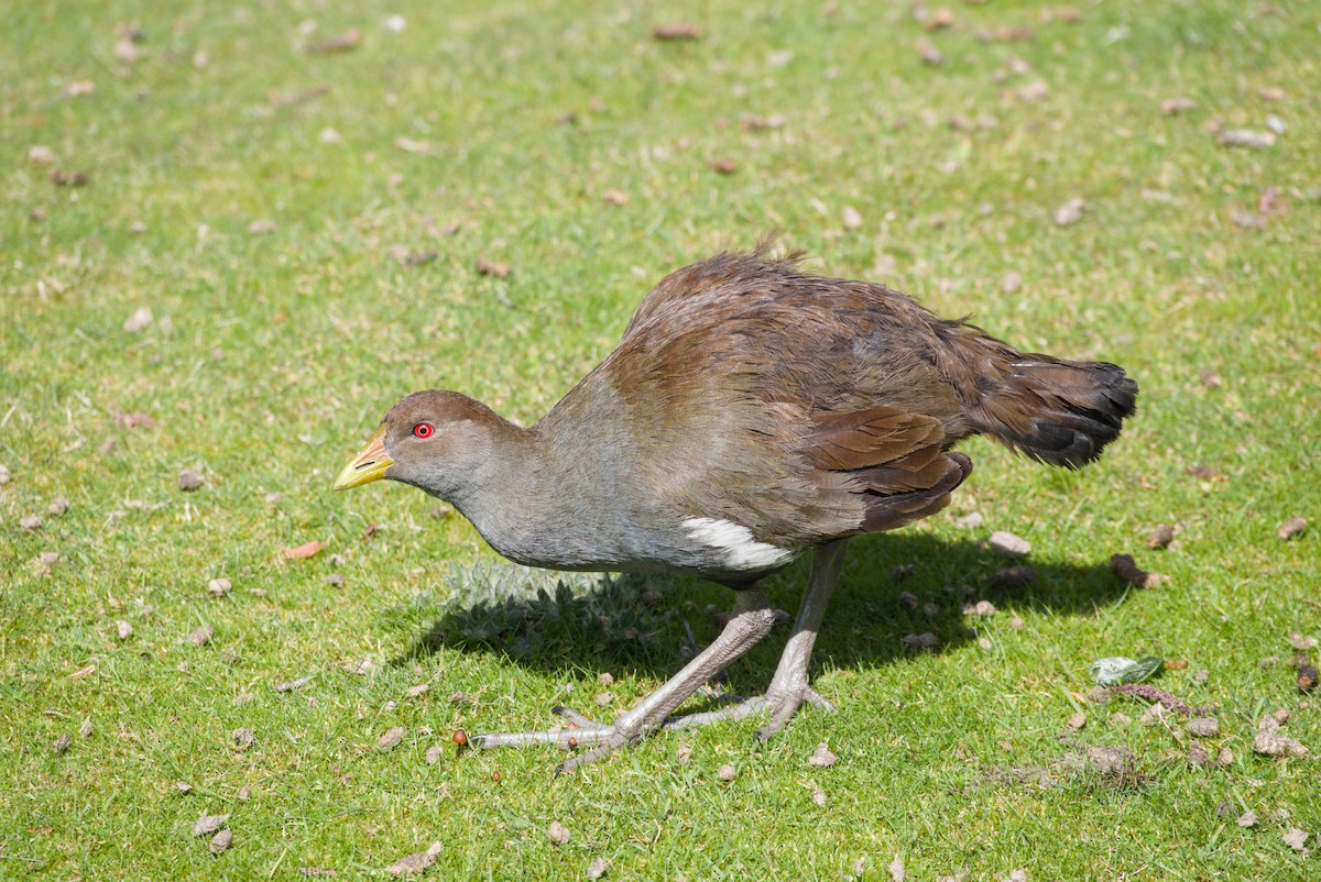 Tasmanian Nativehen - ML642582735