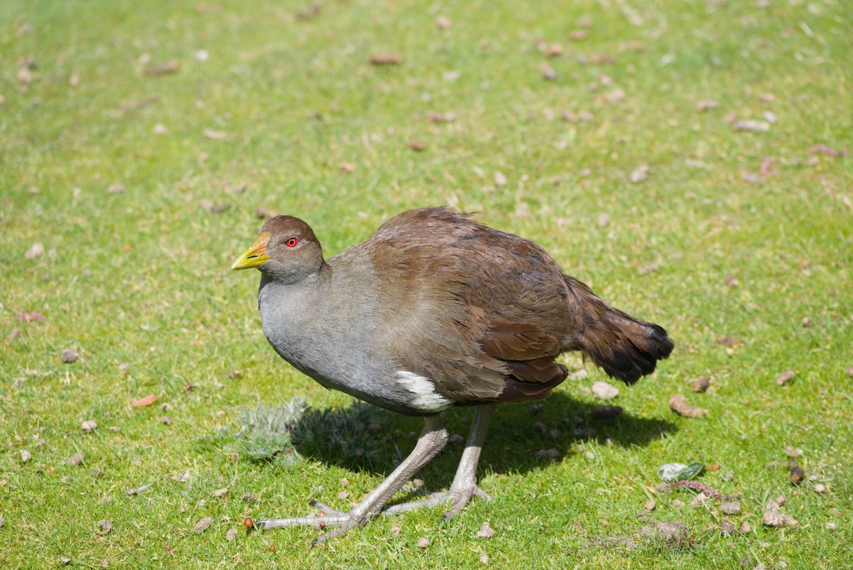 Tasmanian Nativehen - ML642582736