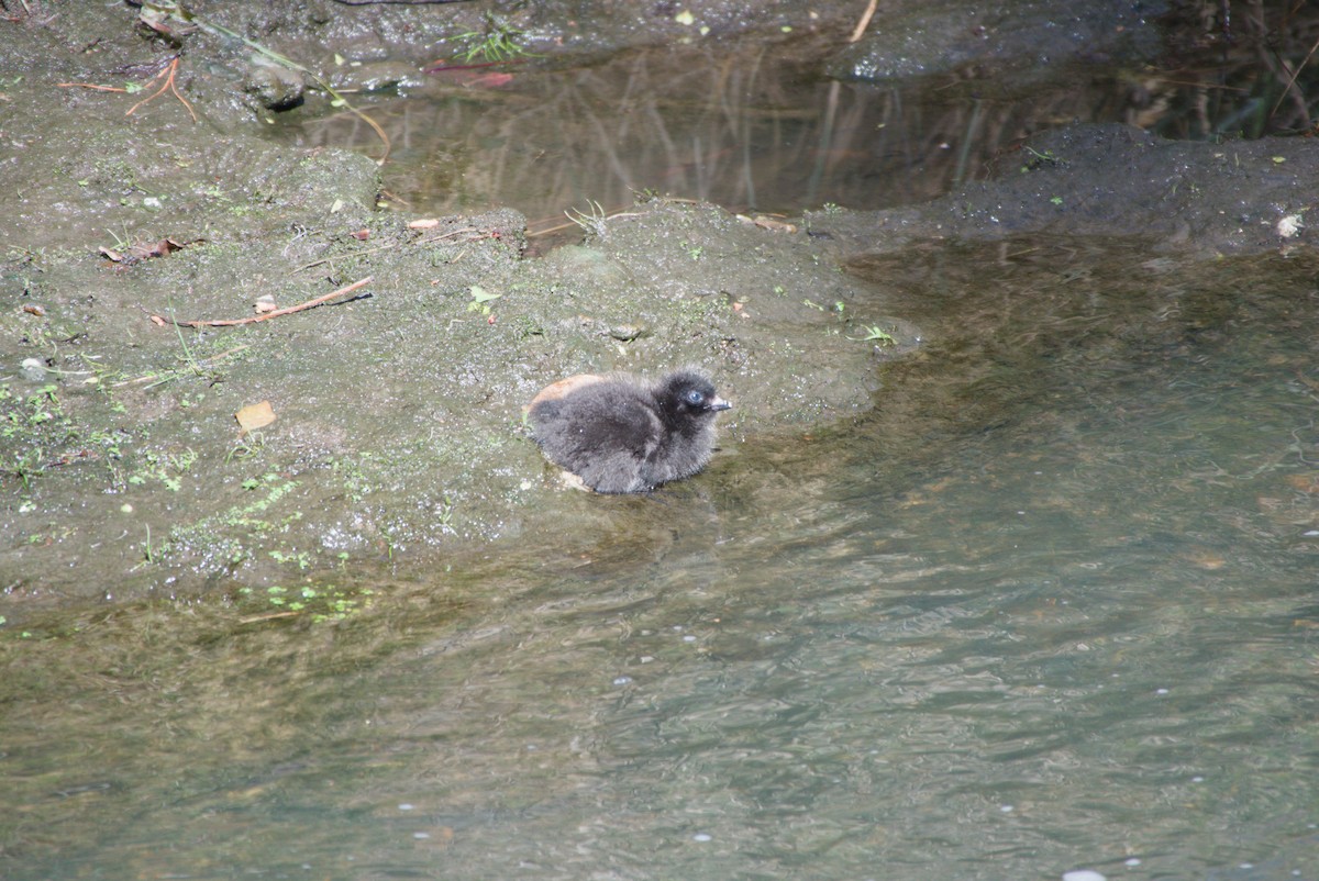 Tasmanian Nativehen - ML642582741