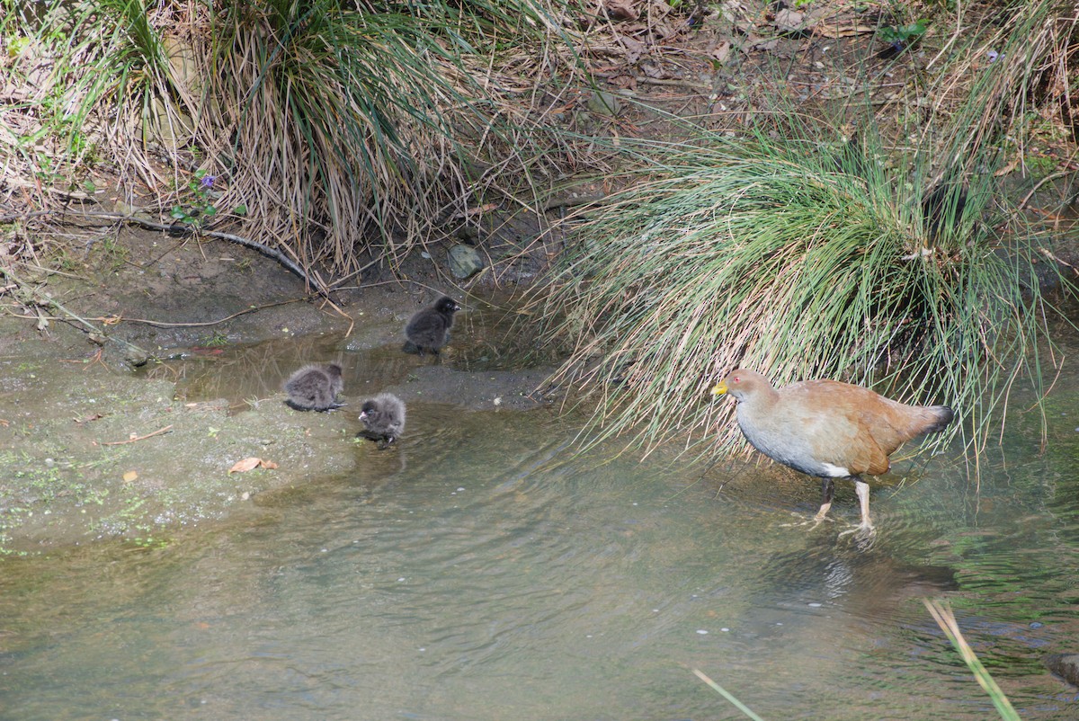 Tasmanian Nativehen - ML642582742