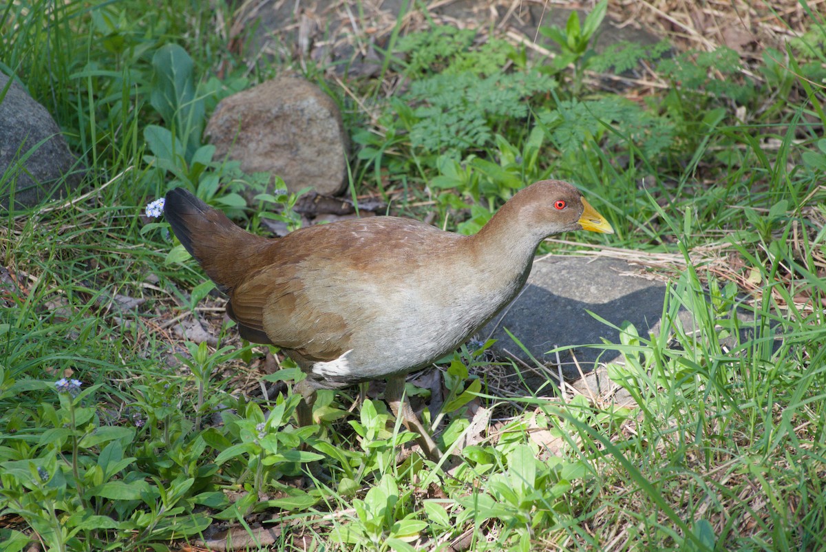 Tasmanian Nativehen - ML642582744