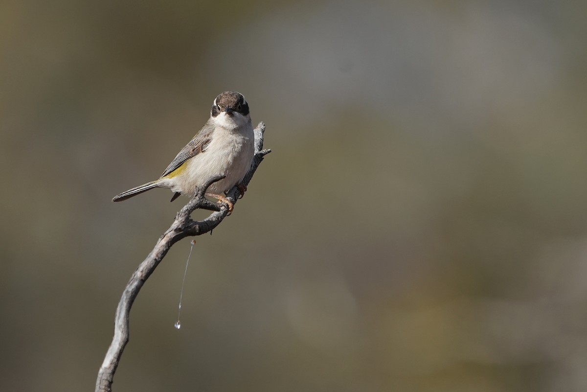 Brown-headed Honeyeater - ML642582753