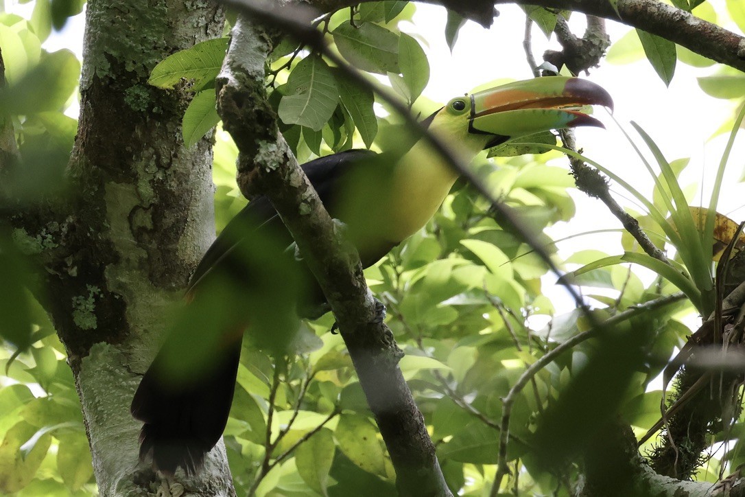 Keel-billed Toucan - ML642582761