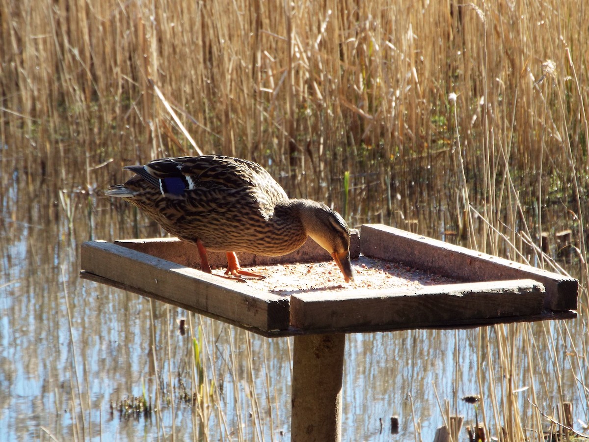 Stockente - ML642582776