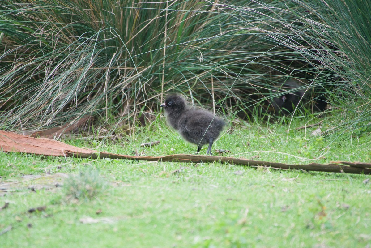 Tasmanian Nativehen - ML642582779