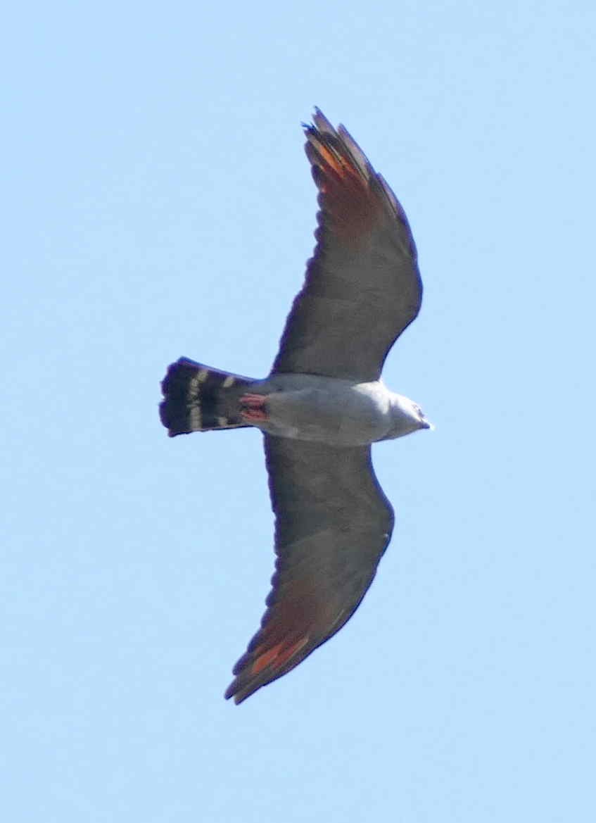 Plumbeous Kite - ML642582780