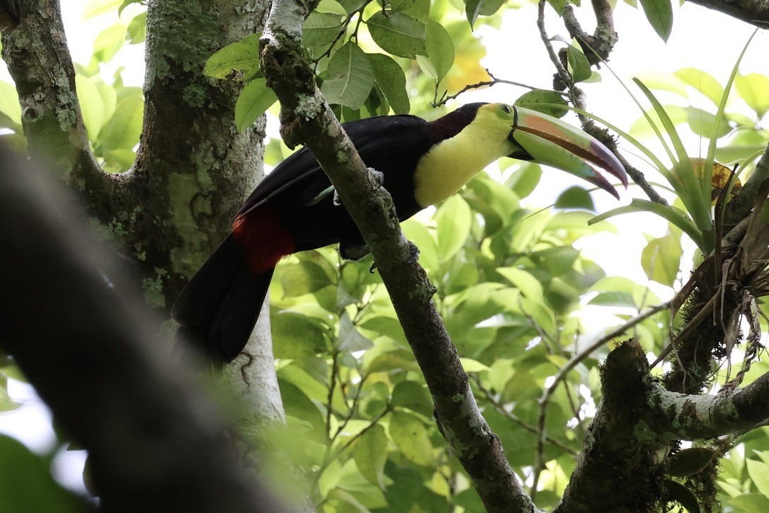 Keel-billed Toucan - ML642582792