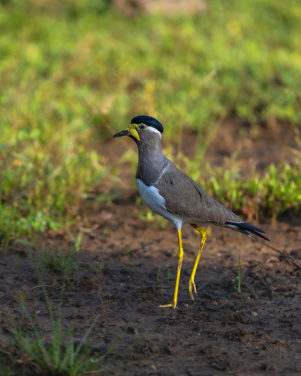 Yellow-wattled Lapwing - ML642582796