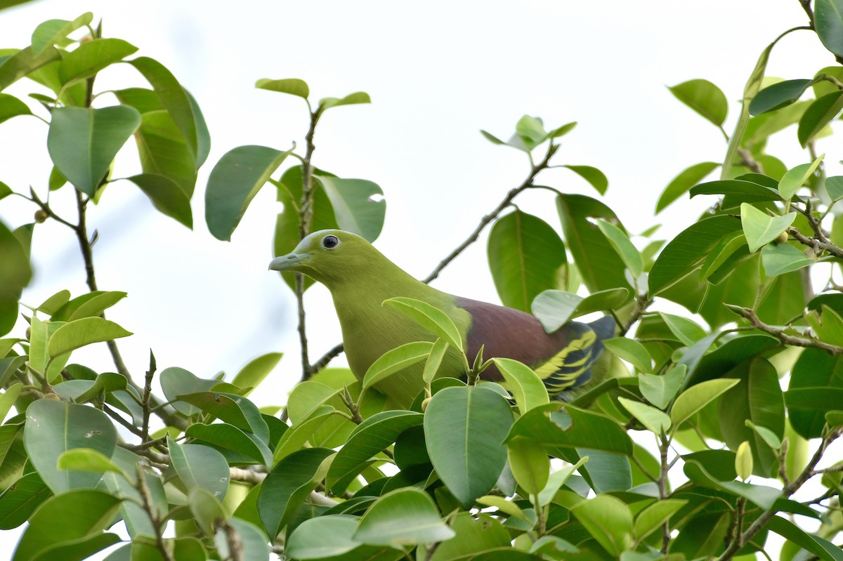 Ashy-headed Green-Pigeon - ML642582804