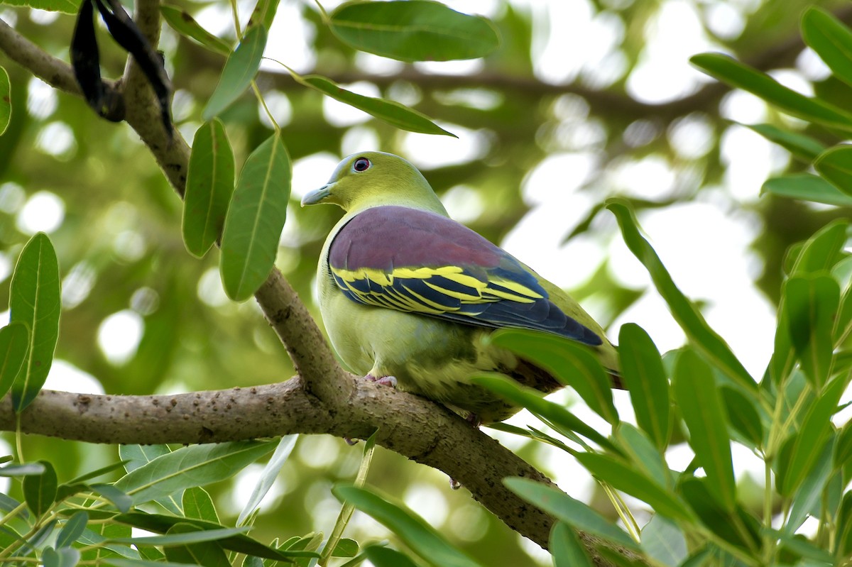 Ashy-headed Green-Pigeon - ML642582805