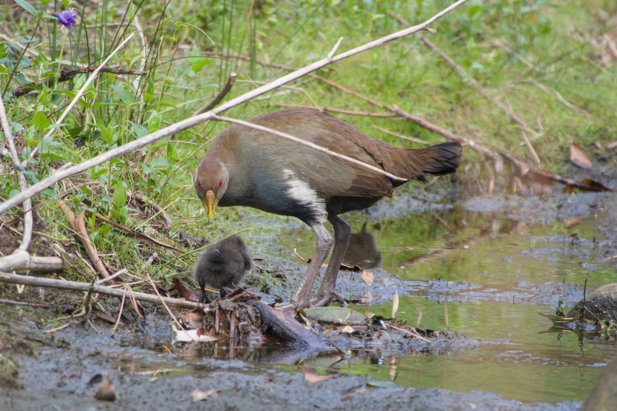 Tasmanian Nativehen - ML642582806