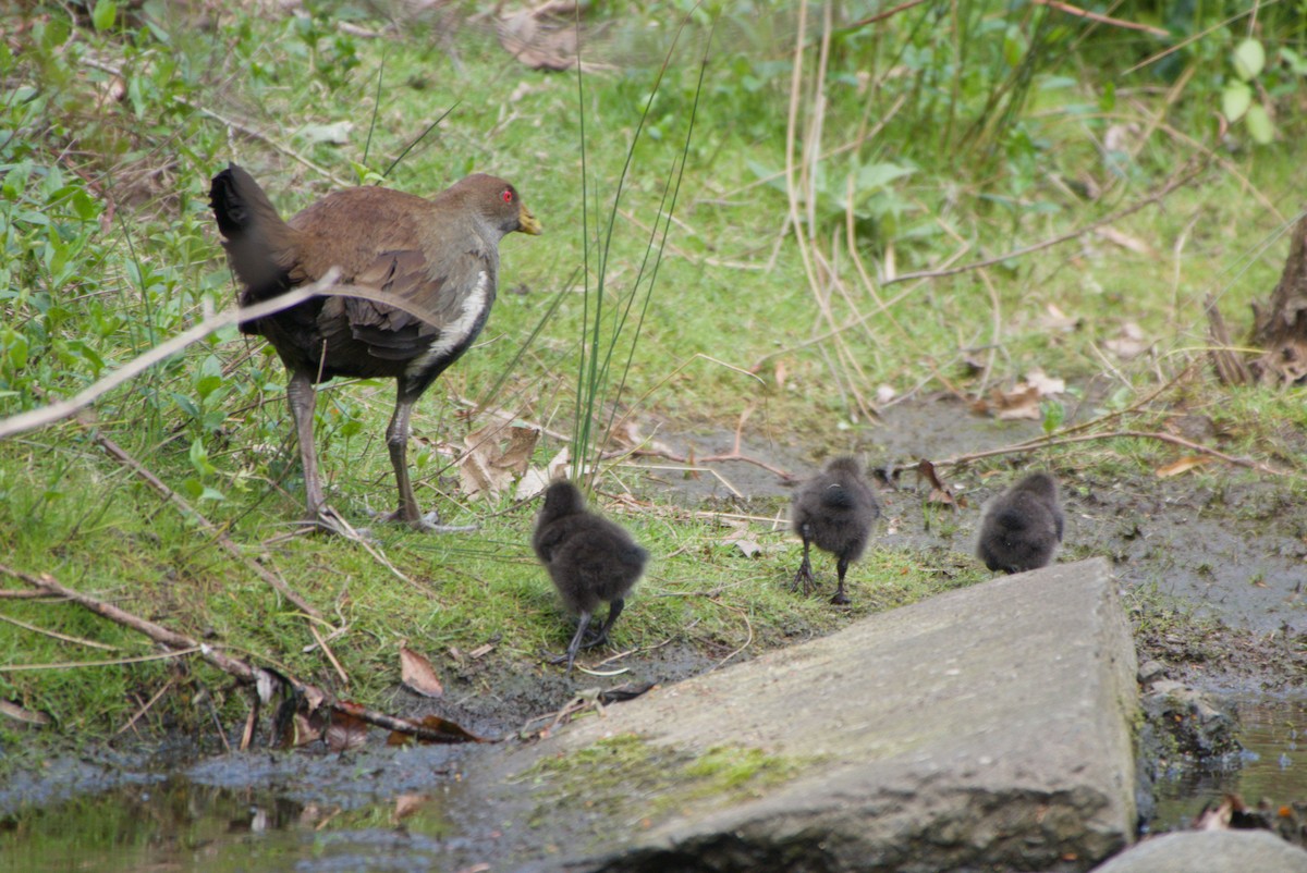 Tasmanian Nativehen - ML642582807