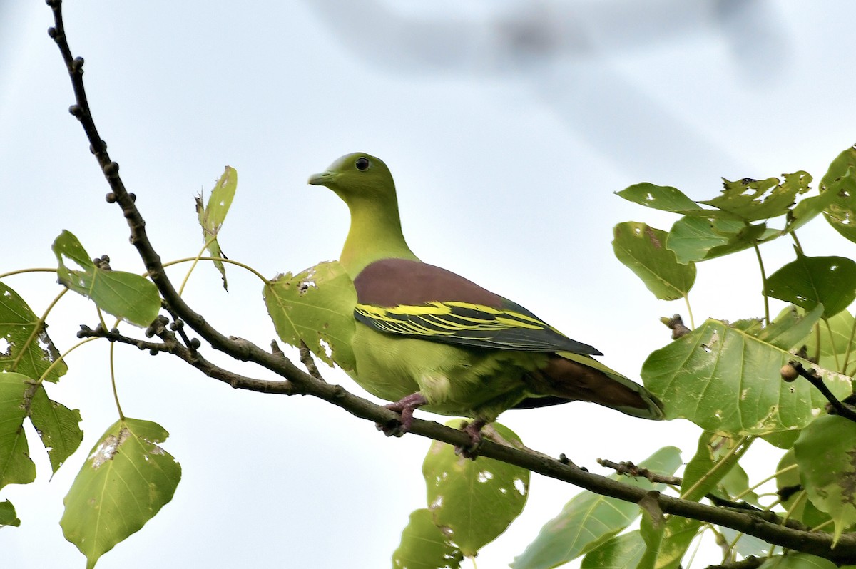 Ashy-headed Green-Pigeon - ML642582811