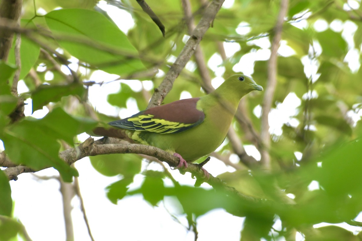 Ashy-headed Green-Pigeon - ML642582812