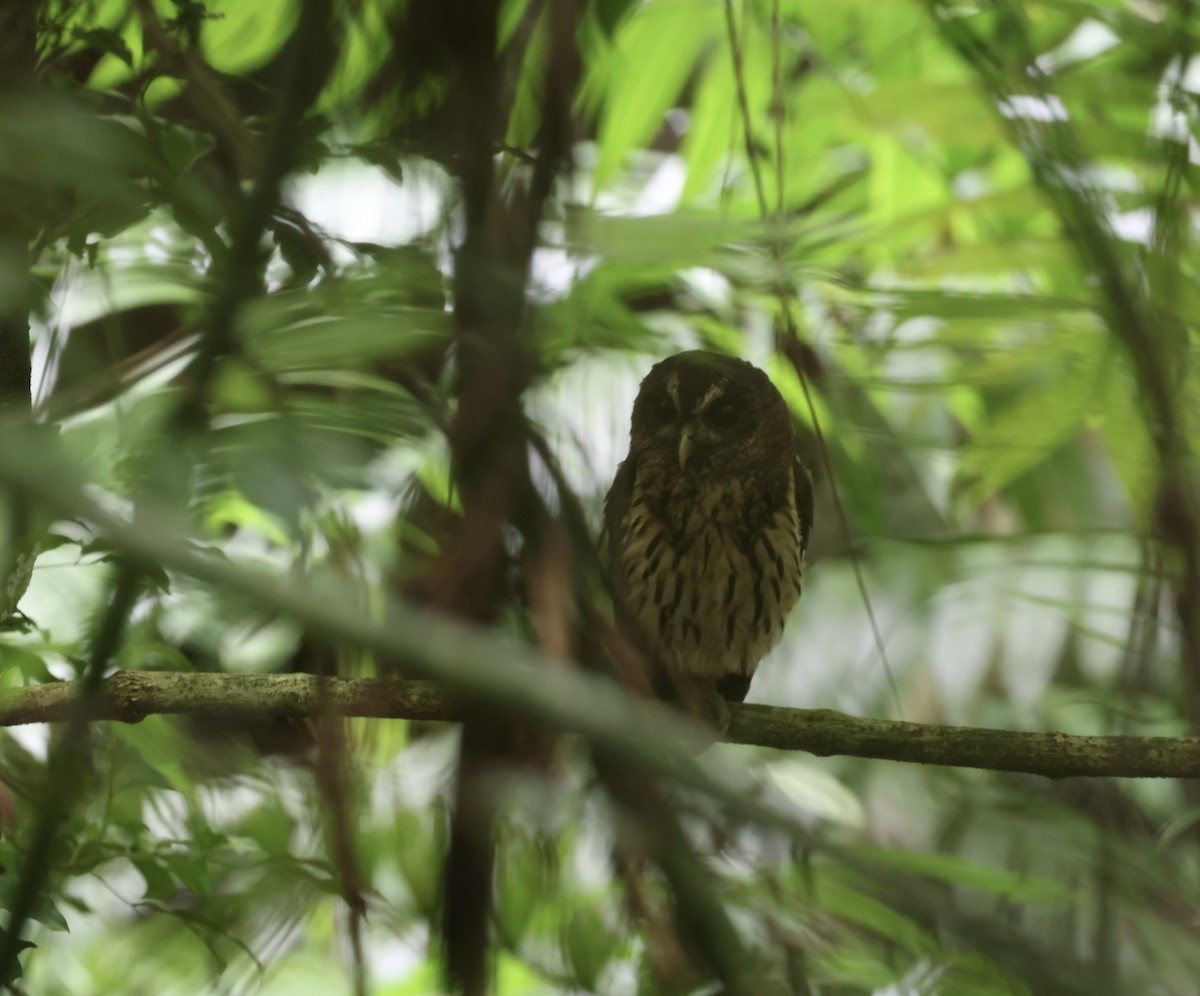 Mottled Owl - ML642582821