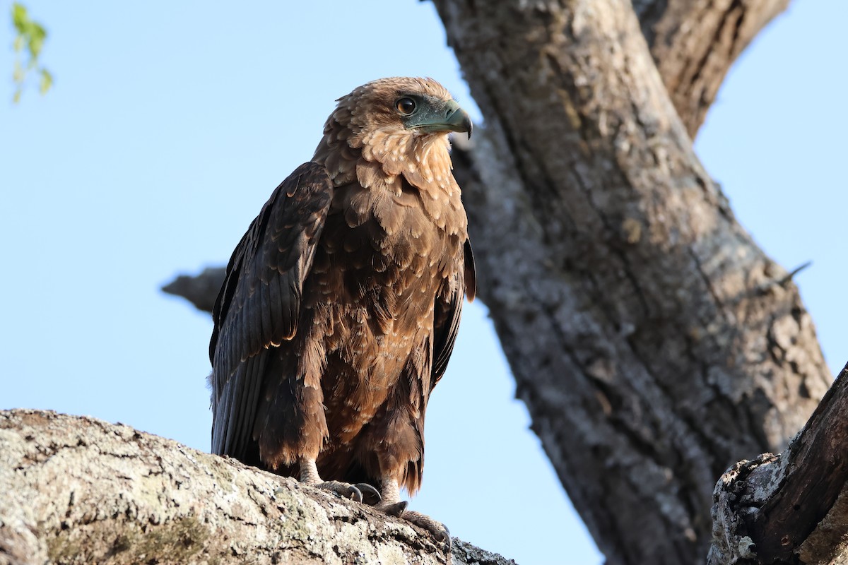 Bateleur - ML642582822