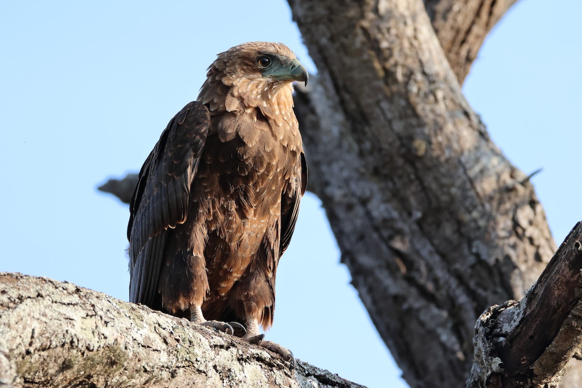 Bateleur - ML642582823