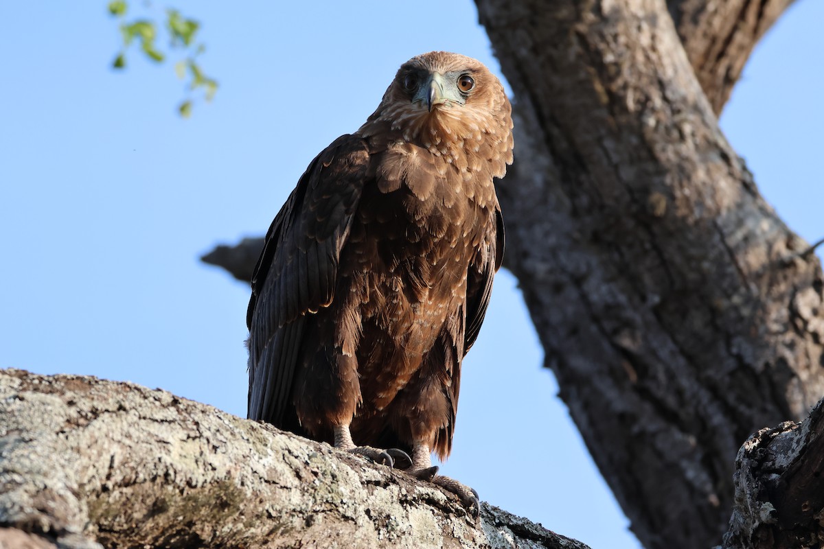 Bateleur - ML642582826