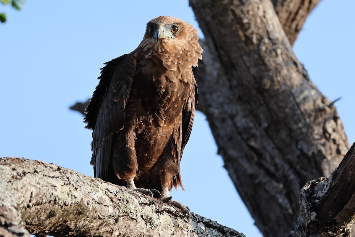 Bateleur - ML642582827